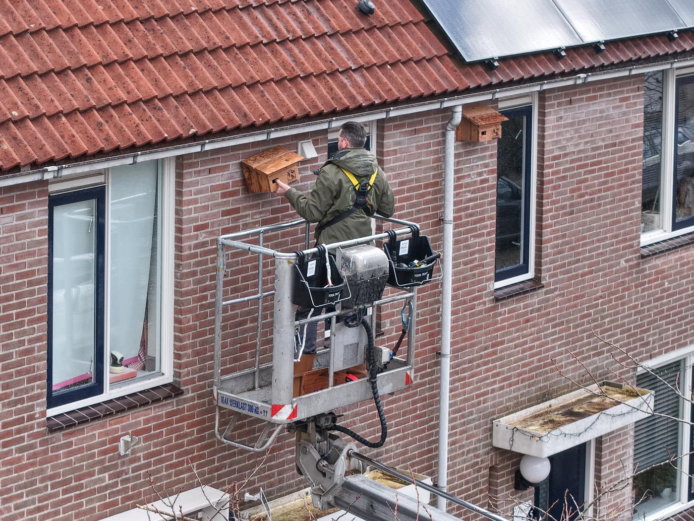 Medewerker in een hoogwerker die een houten vleermuiskast aan de gevel bevestigt